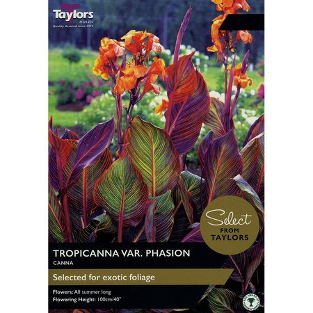 Canna Tropicanna (1 per pack)