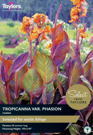 Canna Tropicanna (1 per pack)
