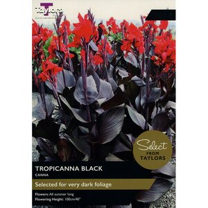 Canna Tropicanna Black (1 per pack)