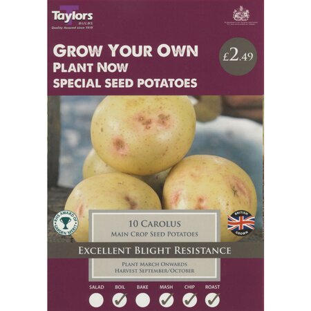 Carolus Main Crop Seed Potatoes (Pack of 10 Tubers)