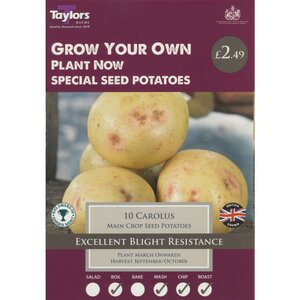 Carolus Main Crop Seed Potatoes (Pack of 10 Tubers)
