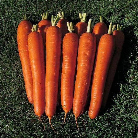 Carrot Seeds - Bangor F1 Hybrid