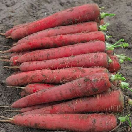 Carrot Seeds - Red Sun F1