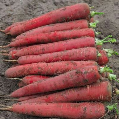 Carrot Seeds - Red Sun F1