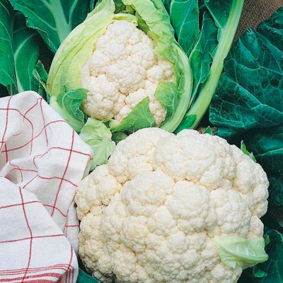 Cauliflower Seeds - All The Year Round