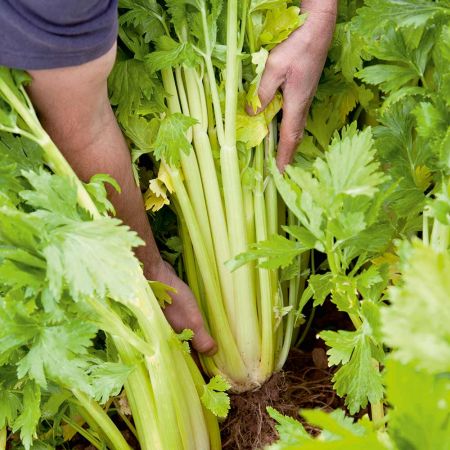 Celery Seeds - Loretta