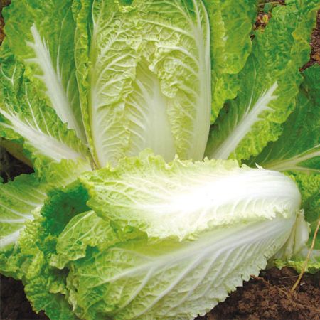 Chinese Cabbage Seeds - Hilton