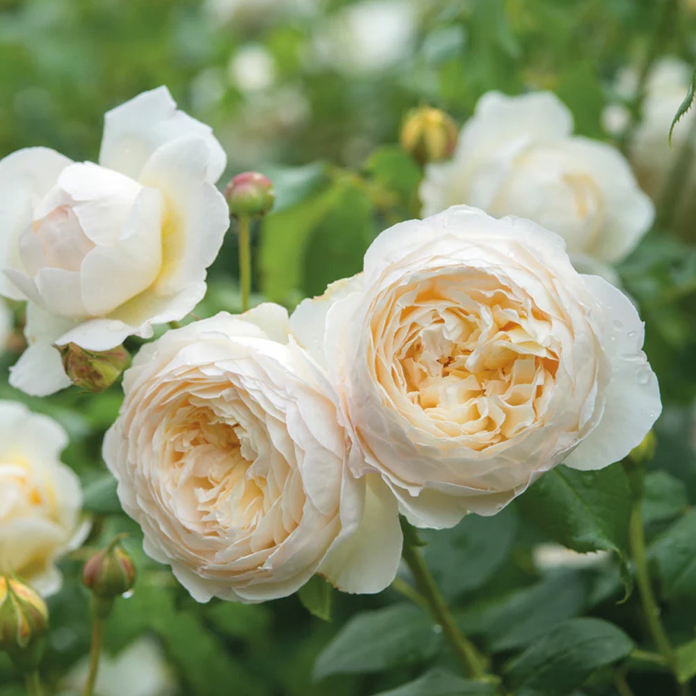 Claire Austin English Climbing Rose - David Austin Roses - Beetham 