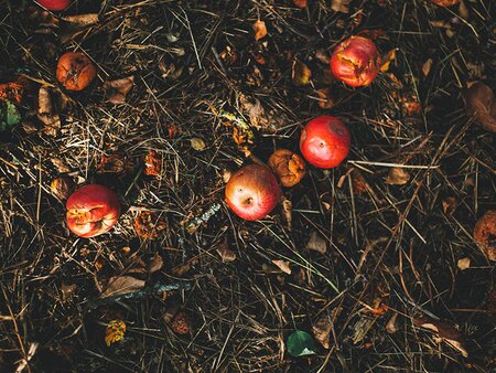 Composting, Soil Improving & Organic Gardening - Tuesday 6th October 2026