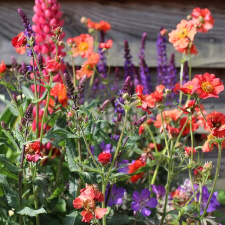 Creative Containers - A Garden in a Pot - Tuesday 4th May 2027