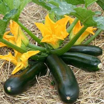 Courgette Seeds - F1 Midnight