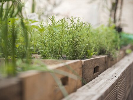 Creating a Herb Garden, including Companion Planting - Tuesday 14th July 2026