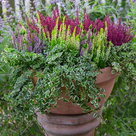 Creative Containers - A Garden in a Pot for Autumn, Winter & Beyond - Tuesday 21st October 2025