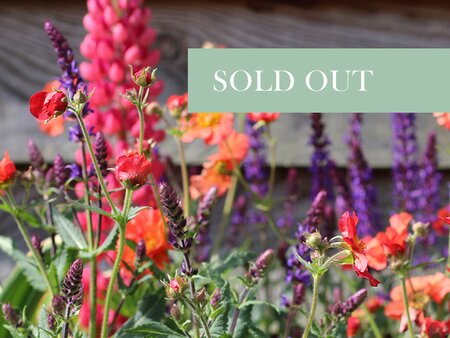 Creative Containers - A Garden in a Pot - Tuesday 5th May 2026