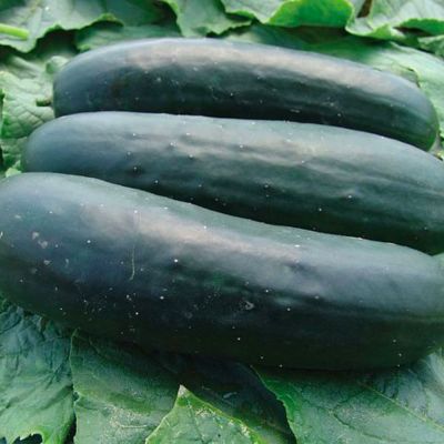 Cucumber Seeds - Jogger F1 Hybrid