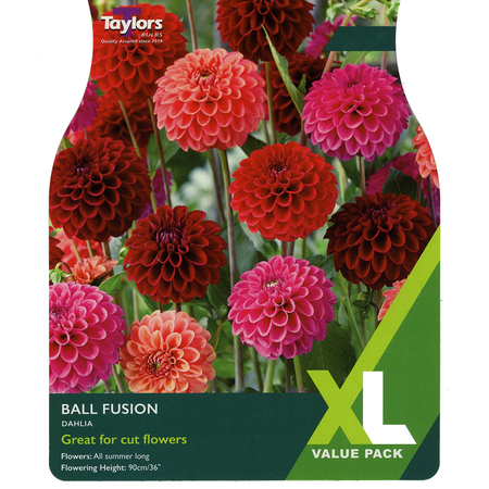 Dahlia - Ball Fusion (2 per Pack)