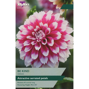 Dahlia - Be Kind (1 per Pack)