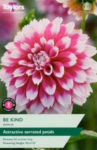 Dahlia - Be Kind (1 per Pack)