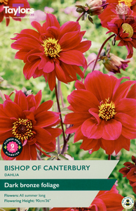 Dahlia - Bishop of Canterbury (1 per Pack)