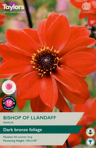 Dahlia ‘Bishop of Llandaff’ from Taylors Bulbs