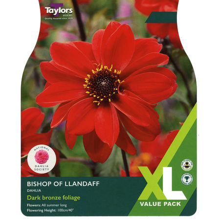 Dahlia - Bishop of Llandaff (3 per Pack)