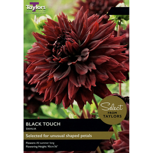 Dahlia - Black Touch (2 per pack)
