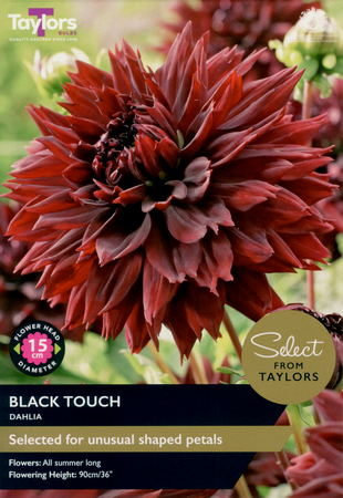 Dahlia - Black Touch (2 per pack)