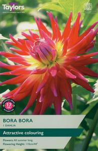 Dahlia - Bora Bora (1 per Pack)