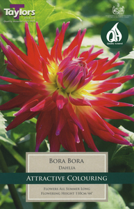 Dahlia - Bora Bora (1 per Pack)