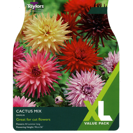 Dahlia - Cactus Mixed (3 per Pack)