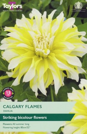 Dahlia ‘Calgary Flames’ from Taylors Bulbs