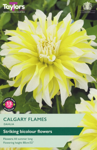 Dahlia ‘Calgary Flames’ from Taylors Bulbs