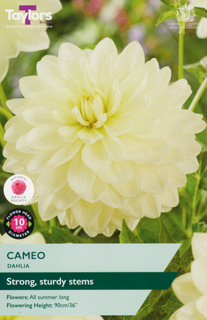 Dahlia ‘Cameo’ from Taylors Bulbs