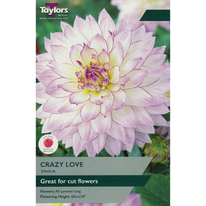 Dahlia - Crazy Love Bulbs (1 per pack)