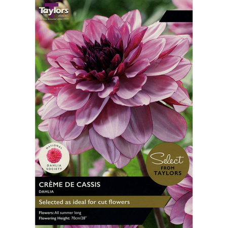 Dahlia - Creme de Cassis Bulbs (2 per pack)