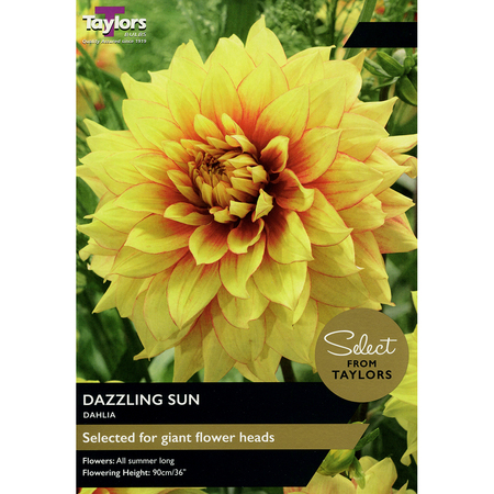 Dahlia - Dazzling Sun Bulbs (2 per pack)