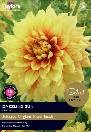 Dahlia - Dazzling Sun Bulbs (2 per pack)