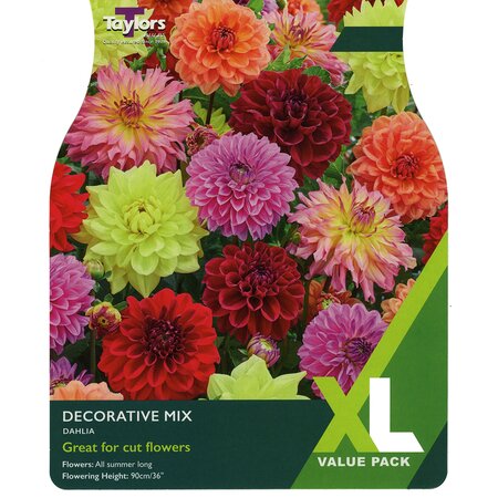 Dahlia - Decorative Mix (3 per Pack)