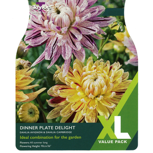 Dahlia - Dinnerplate Delight (2 per pack)