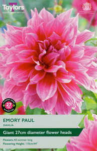 Dahlia Emory Paul from Taylors Bulbs