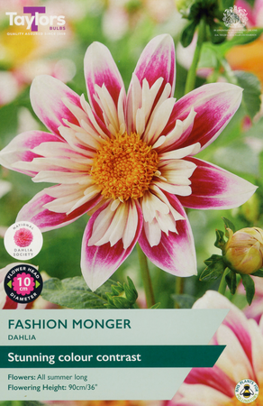 Dahlia ‘Fashion-Monger’ from Taylors Bulbs