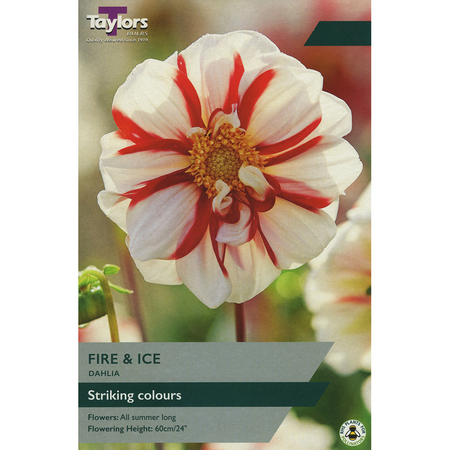Dahlia - Fire & Ice (1 per Pack)
