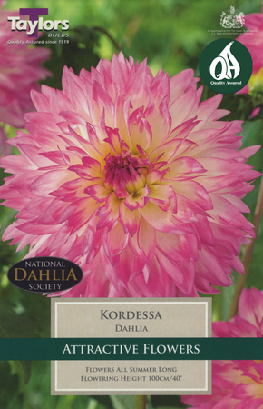Dahlia - Kordessa (1 per Pack)