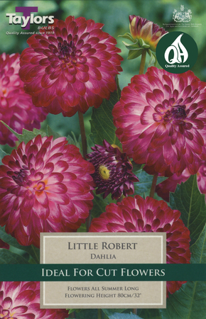 Dahlia Little Robert (1 per Pack)