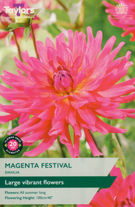 Dahlia ‘Magenta Festival’ from Taylors Bulbs