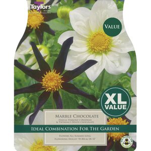 Dahlia - Marble Chocolate (3 per Pack)