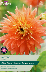 Dahlia ‘Motto’ from Taylors Bulbs