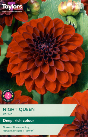 Dahlia ‘Night Queen’ from Taylors Bulbs