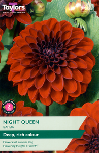 Dahlia ‘Night Queen’ from Taylors Bulbs