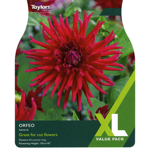 Dahlia - Orfeo (3 per Pack)
